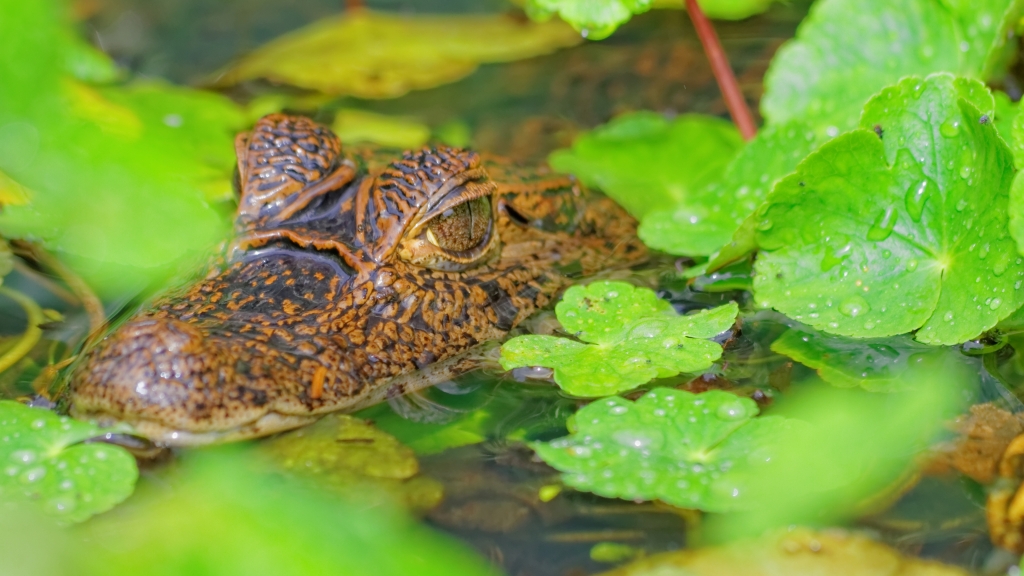 25 - Tortuguero NP (36).jpg